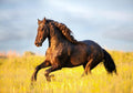 20X10ft Fabric Dark Brown Horse Galloping Yellow Flower Meadow Backdrop Nature Animal Background for Party Decorations Wall Hanging Photo Studio Props